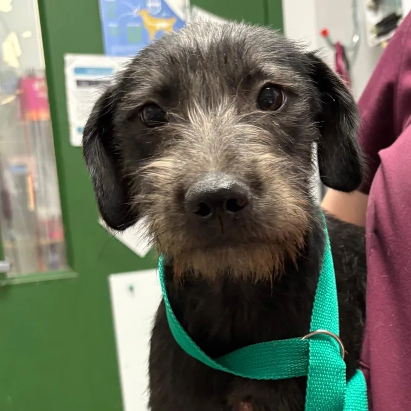 A baby small-sized female Black Terrier dog named Kara for adoption in Brookfield, WI