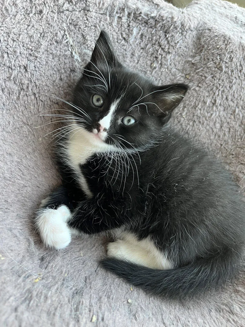A baby medium-sized female Domestic Short Hair cat named Dapple for adoption in Trenton, NJ