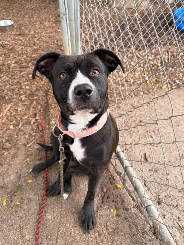 An adult large-sized female Black Mixed Breed dog named Dear Sam for adoption in Cincinnati, OH