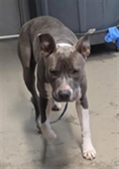 An adult medium-sized female American Staffordshire Terrier dog named Sandra for adoption in Tallahassee, FL