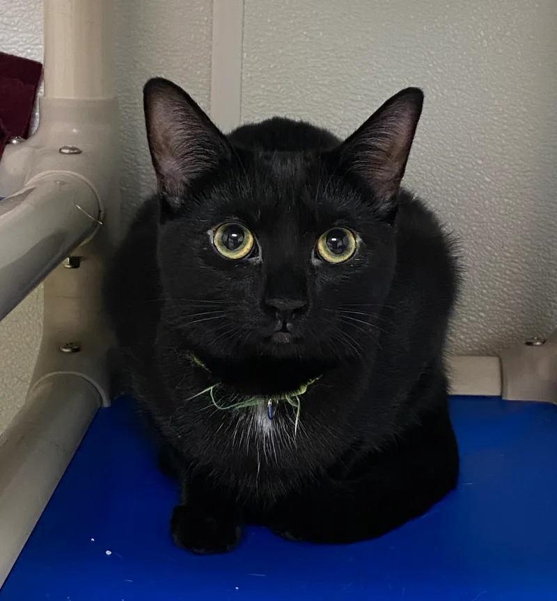 A young medium-sized female Black Domestic Short Hair cat named Ardee for adoption in Rochester, NY
