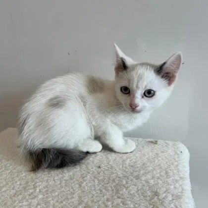 A baby small-sized male Domestic Short Hair cat named Chowder for adoption in Janesville, WI