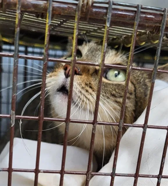 A young medium-sized female Domestic Short Hair cat named Dancer for adoption in San Antonio, TX