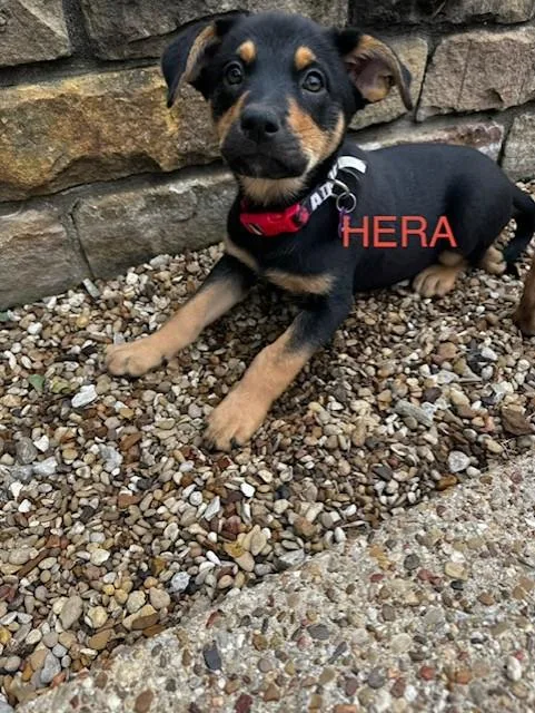 Hera thumbnail 2