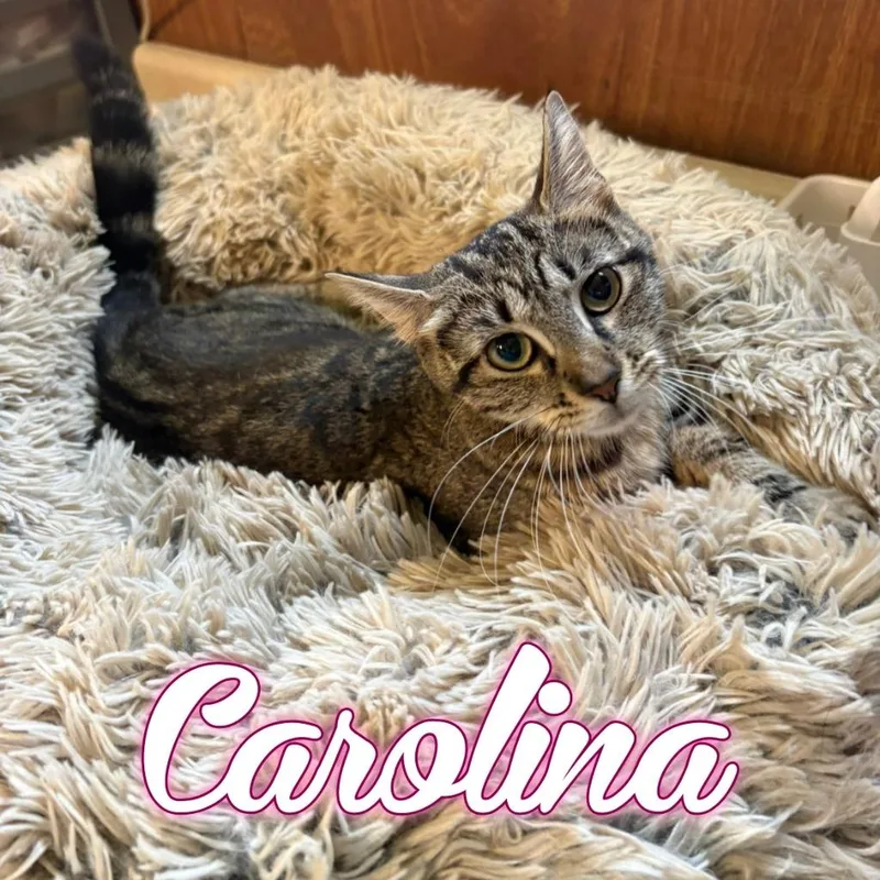 Carolina
