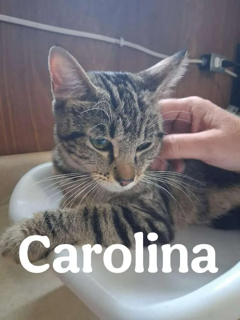 Carolina thumbnail 2