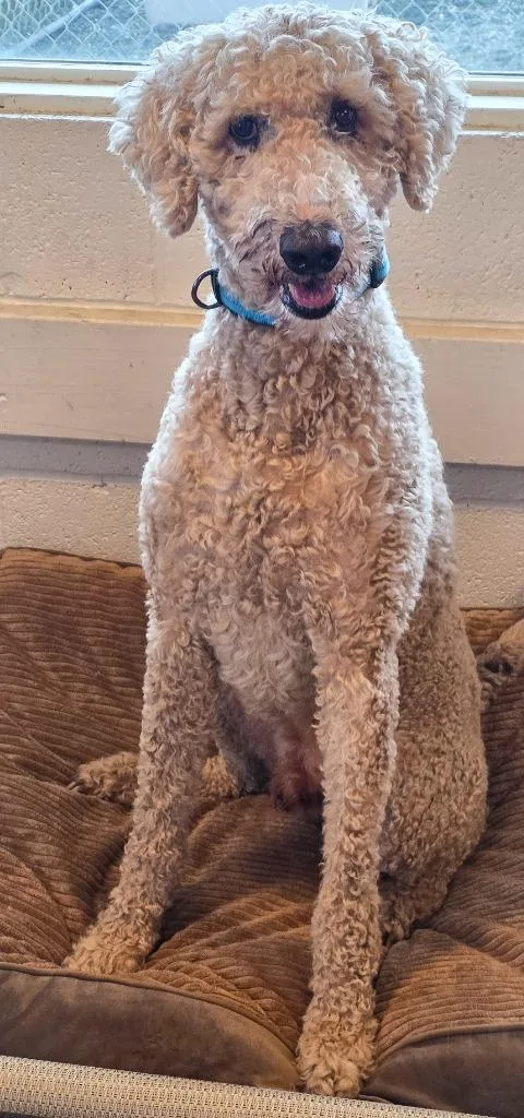 Charlie