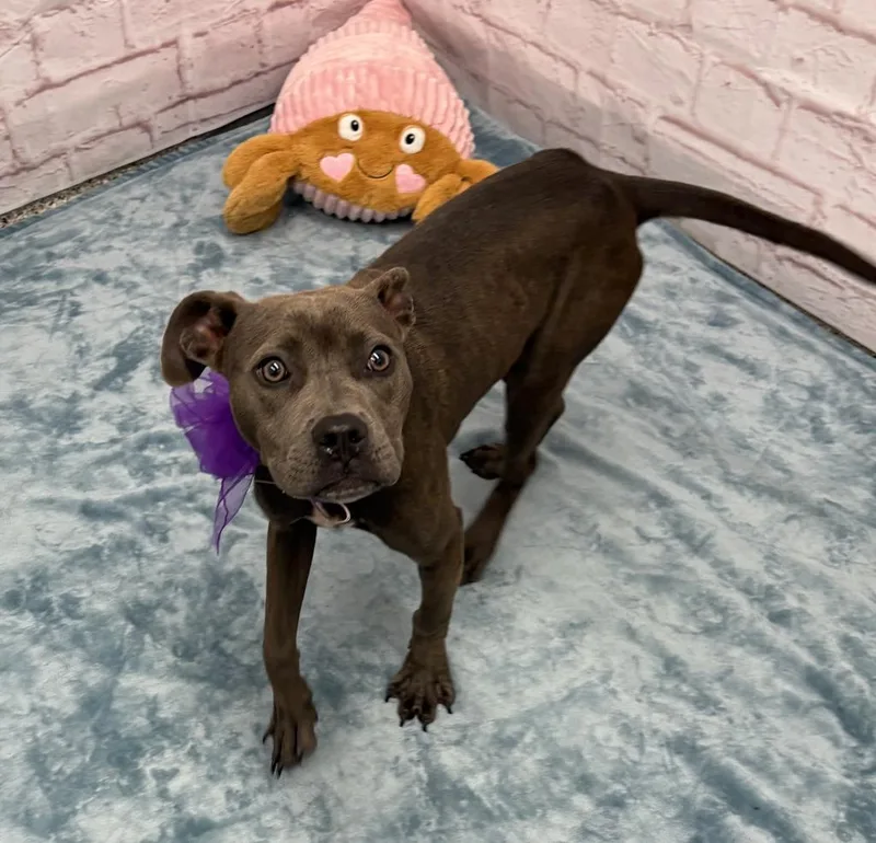 A baby medium-sized female Mixed Breed dog named Ottava Via for adoption in Detroit, MI