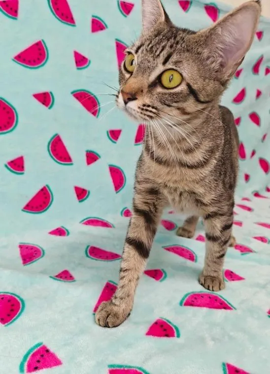 A young medium-sized female Calico cat named Wren for adoption in Kingsland, GA
