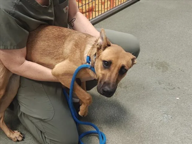 A young medium-sized female Mixed Breed dog named A for adoption in Santa Fe, NM
