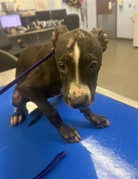 A young large-sized male Pit Bull Terrier dog named Iceman for adoption in Phoenix, AZ