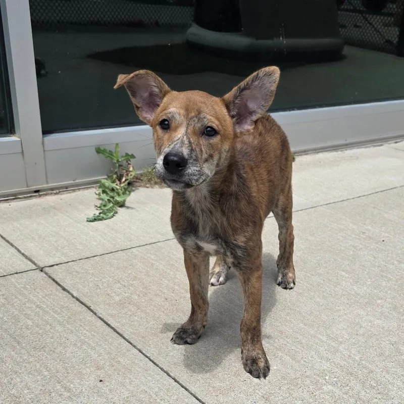 A baby medium-sized female Yellow / Tan / Blond / Fawn Shepherd dog named Java for adoption in Norman, OK