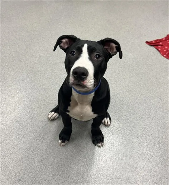 A baby medium-sized male Pit Bull Terrier dog named Unknown for adoption in Rancho Cucamonga, CA