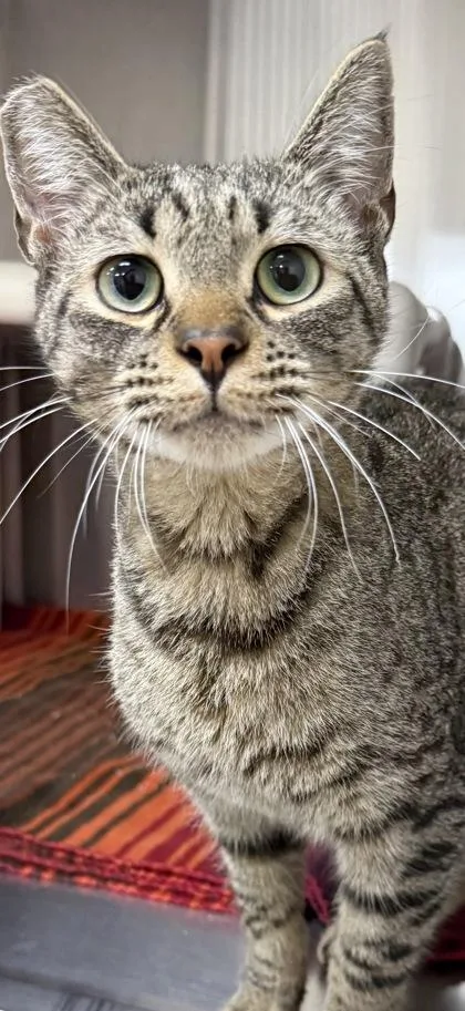 Emile