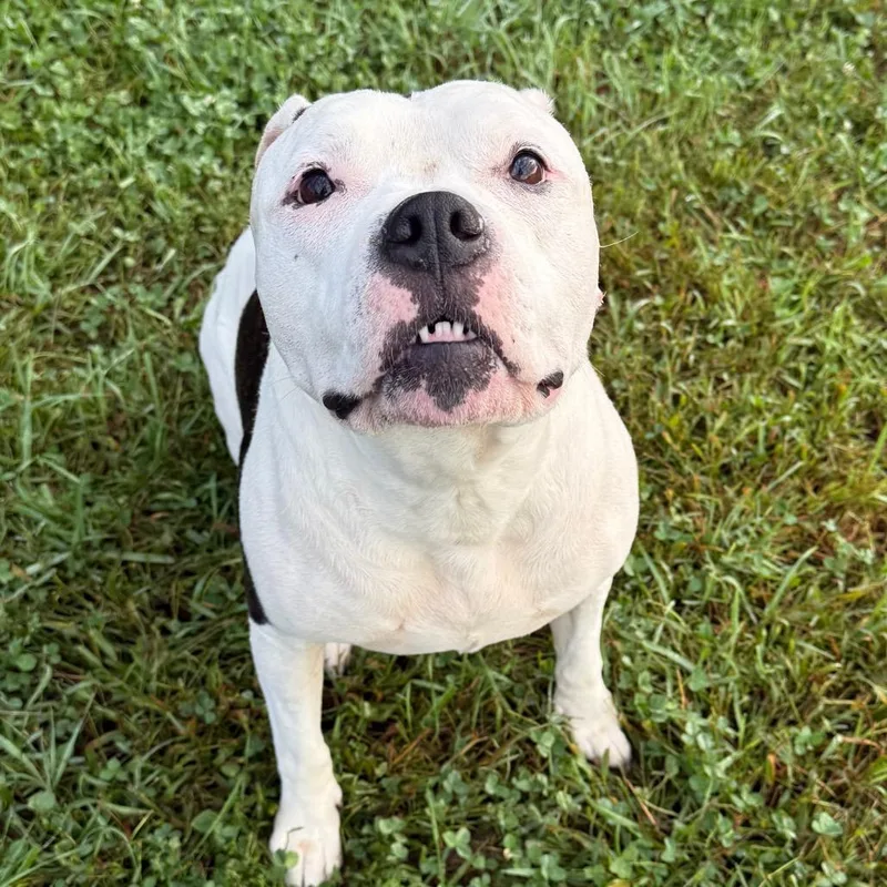 A senior large-sized female White / Cream Mixed Breed dog named Dixie for adoption in York, PA