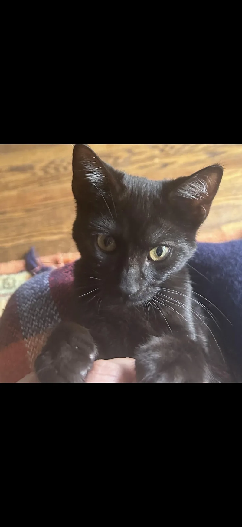 A young medium-sized female Black Domestic Short Hair cat named Payaso for adoption in Nutley, NJ