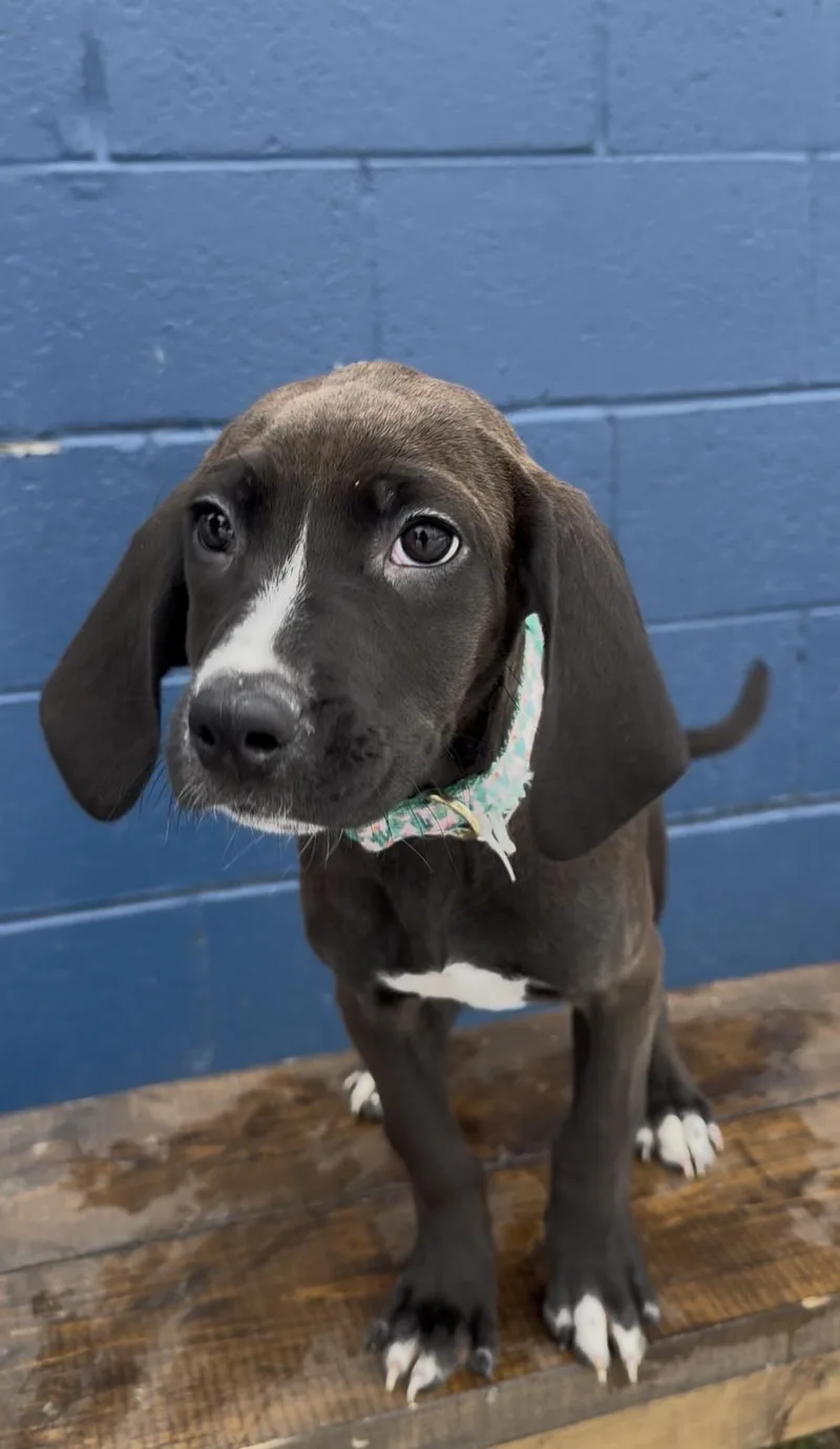 A young small-sized female Black Labrador Retriever dog named River for adoption in Chuckey, TN