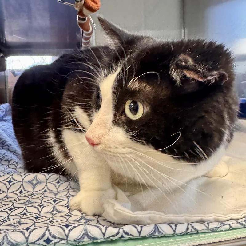 Forrest Gump thumbnail 2