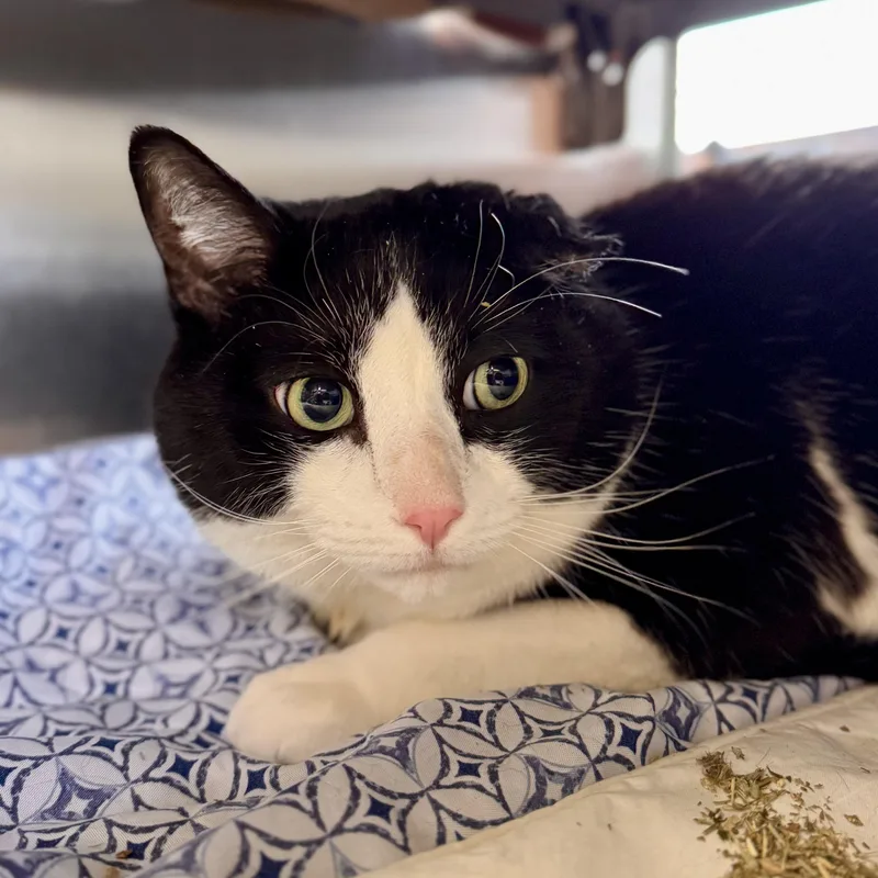 An adult large-sized male Black & White / Tuxedo Domestic Short Hair cat named Forrest Gump for adoption in Midland, MI