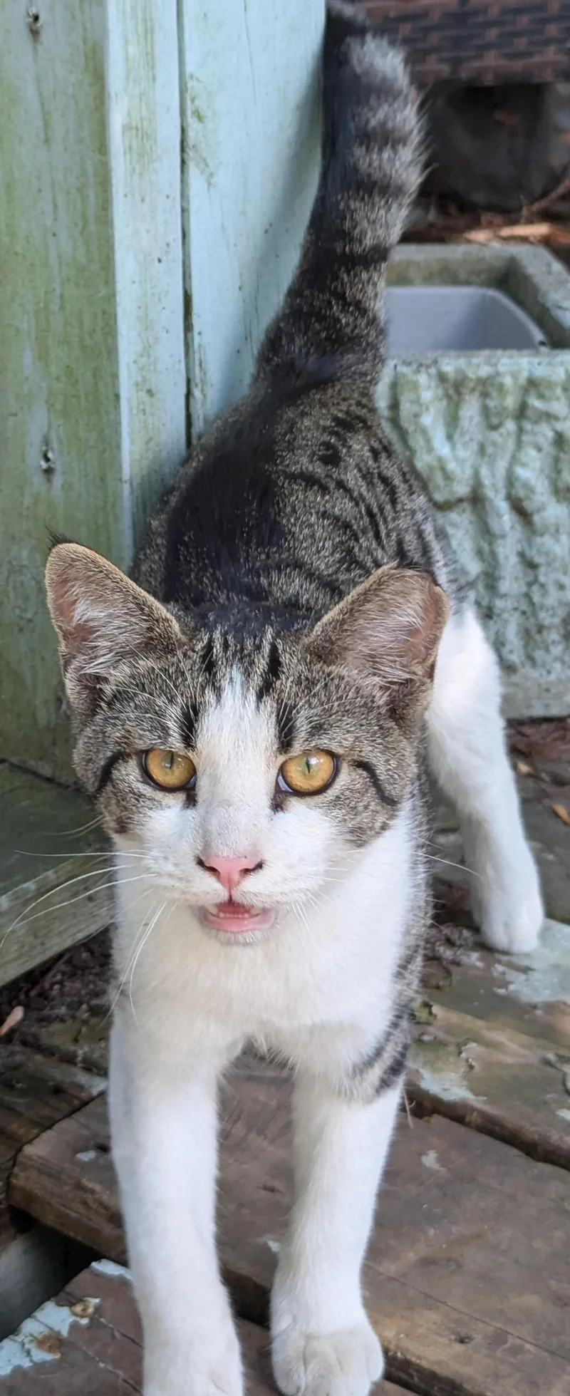 A baby medium-sized male Tabby (Gray / Blue / Silver) Tabby cat named Luca for adoption in Jamaica Plain, MA