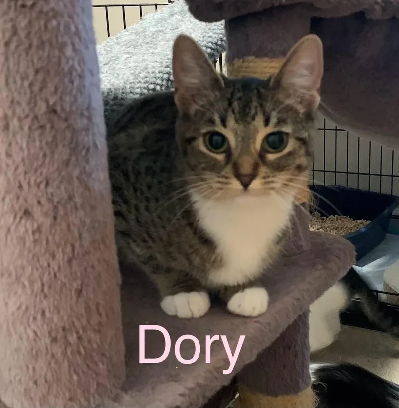 Dory thumbnail 4
