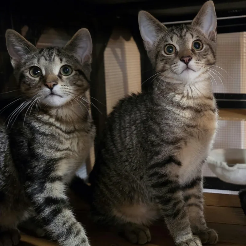 A baby medium-sized male Domestic Short Hair cat named Hannibal for adoption in Royal Oak, MI