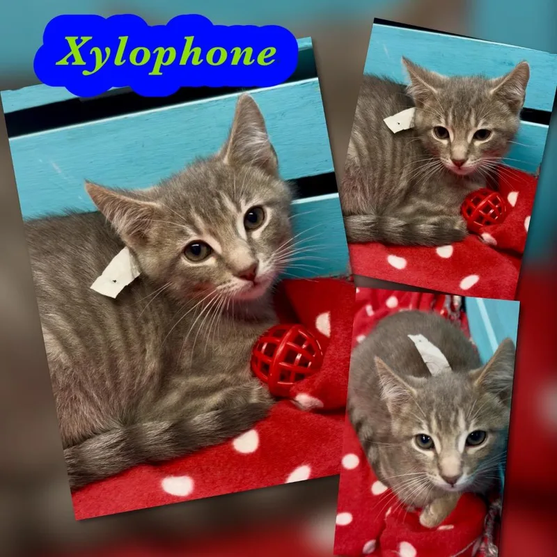 Xylophone
