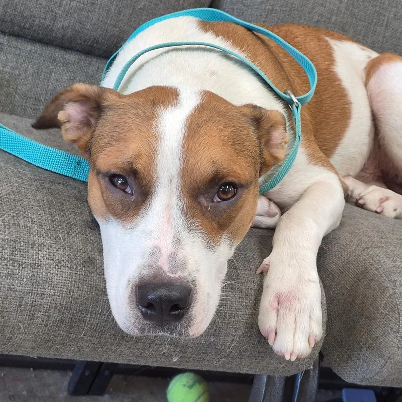 A young medium-sized male Retriever dog named Handsome Jack for adoption in Cleveland, MS