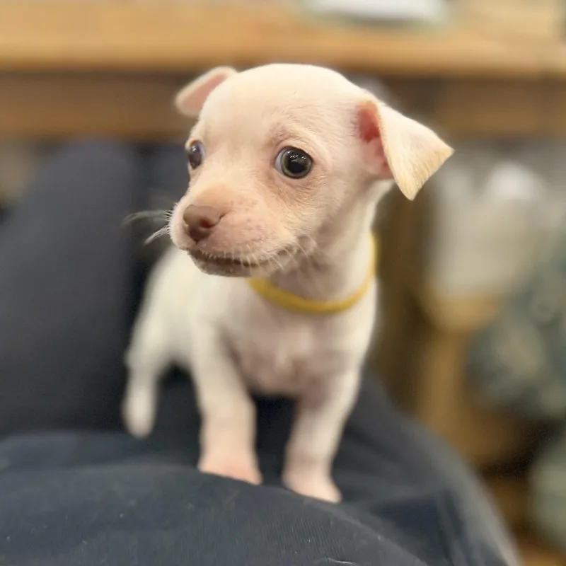 Peanut thumbnail 6