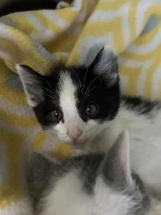 A young medium-sized female Domestic Short Hair cat named Flounder for adoption in Kansas City, MO