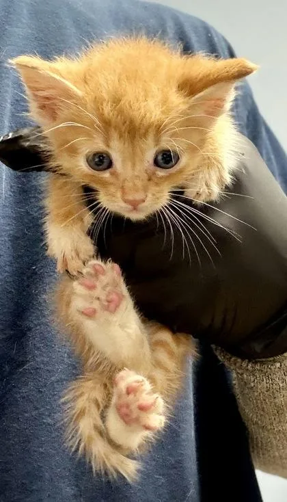 A baby small-sized male Domestic Short Hair cat named Koof for adoption in Chamblee, GA