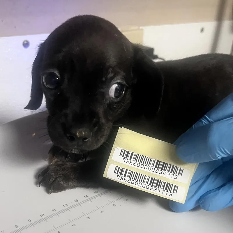 A baby small-sized male Brindle Mixed Breed dog named Ant Man for adoption in Charleston, WV