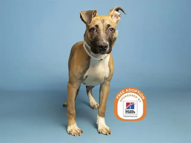 Rufus
