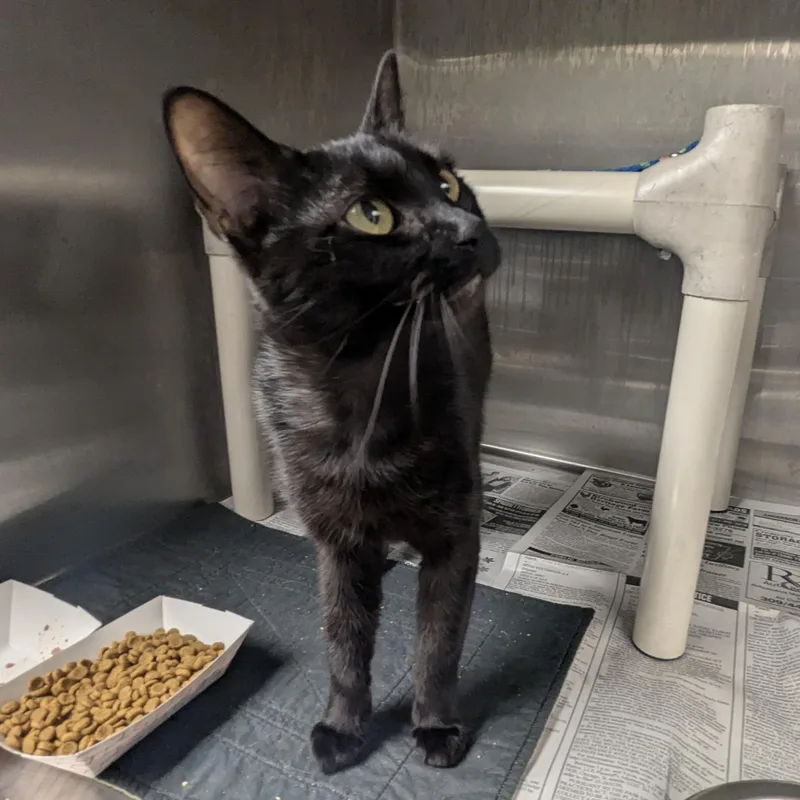 An adult large-sized female Black Domestic Short Hair cat named Licorice for adoption in Springfield, IL