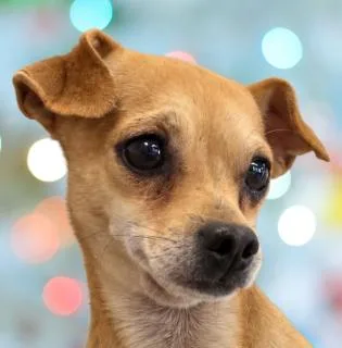 A young small-sized male Golden Chihuahua dog named Rudy for adoption in Schaumburg, IL