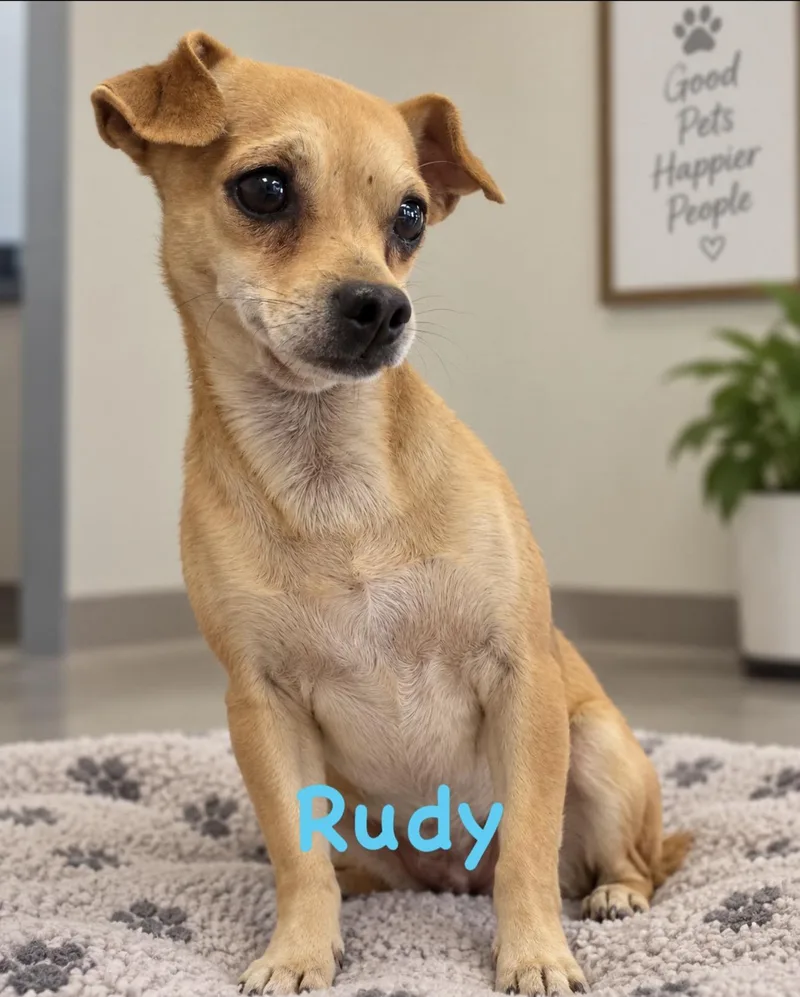 Rudy thumbnail 3