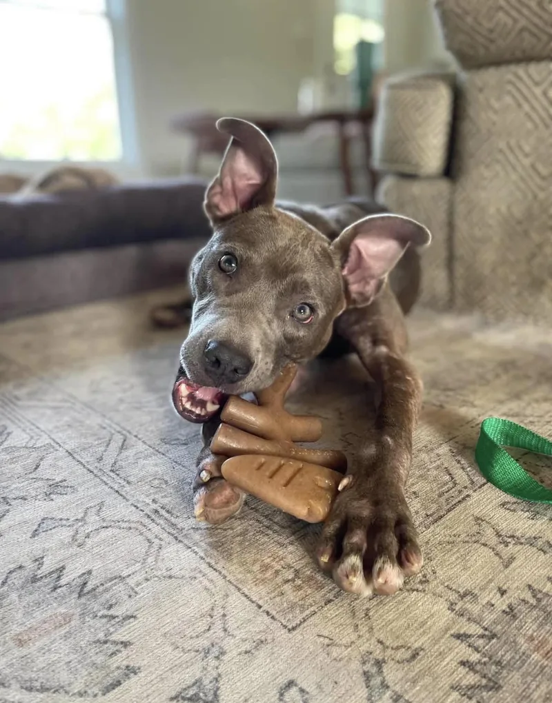 A baby medium-sized female Pit Bull Terrier dog named Tater for adoption in Randleman, NC