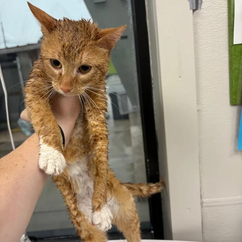 Cheeto