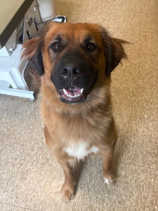 An adult large-sized female Red / Chestnut / Orange Saint Bernard dog named Millie for adoption in Warren, PA