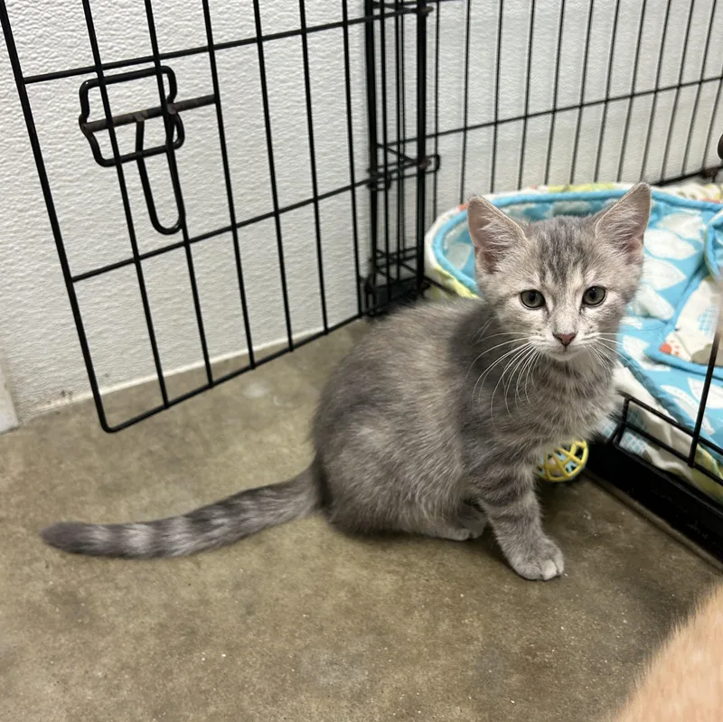 A baby medium-sized female Gray / Blue / Silver Domestic Short Hair cat named Naya for adoption in Wilmington, OH