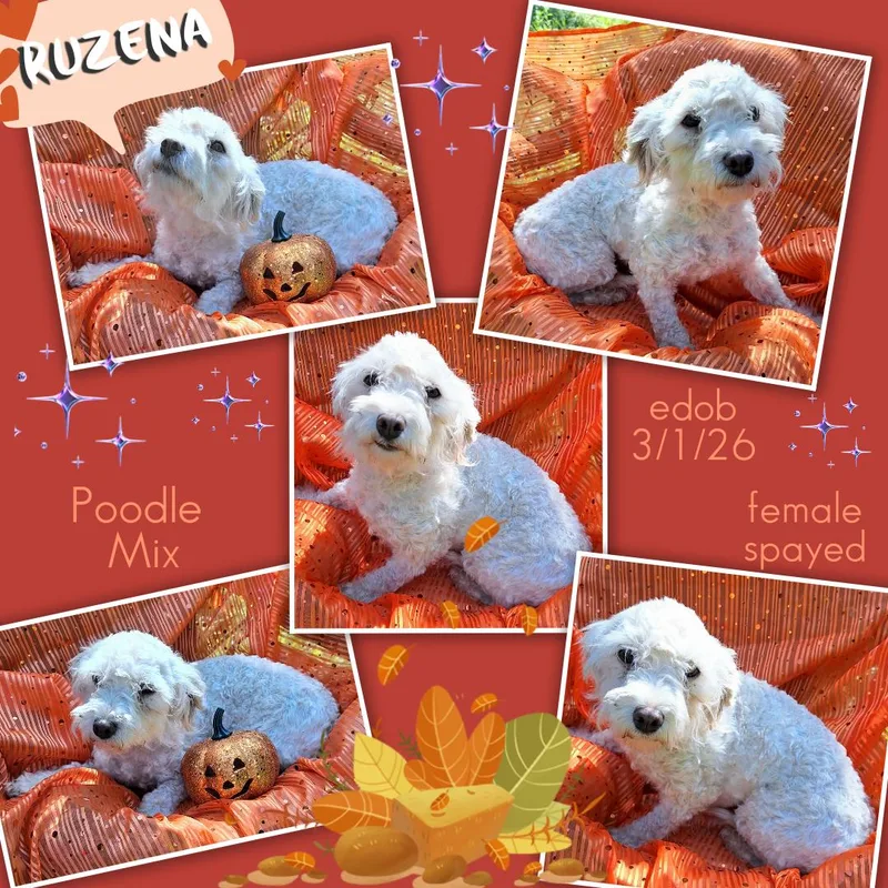 A baby small-sized female Poodle dog named Ruzena WAT for adoption in Missouri City, TX