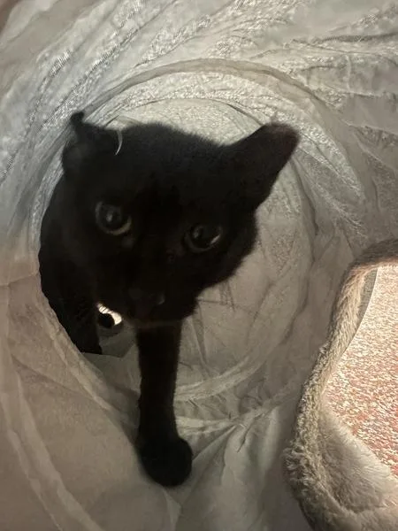 A young medium-sized female Domestic Short Hair cat named Duchess Glitter Pants for adoption in Stratham, NH