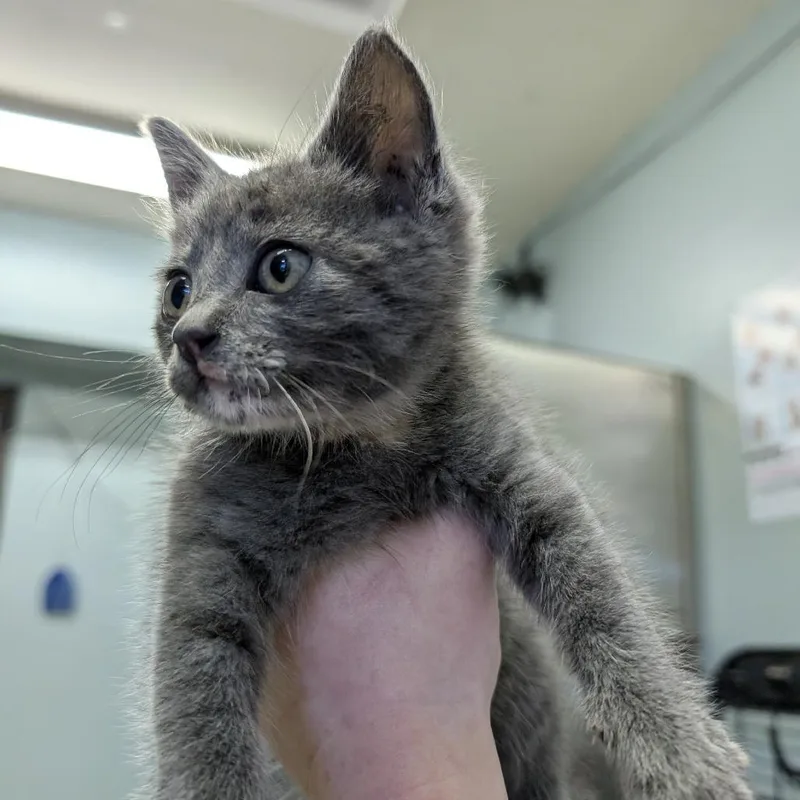 A baby small-sized female Tortoiseshell Domestic Short Hair cat named Stormy for adoption in Columbia, MO