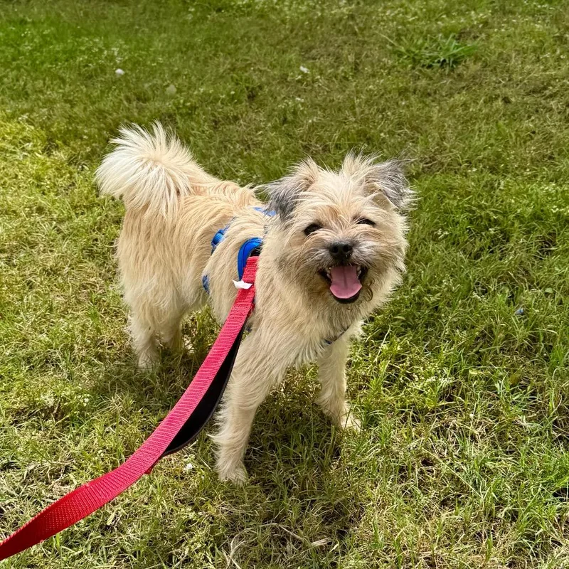 A young small-sized female Yellow / Tan / Blond / Fawn Brussels Griffon dog named Pigeon for adoption in Houston, TX