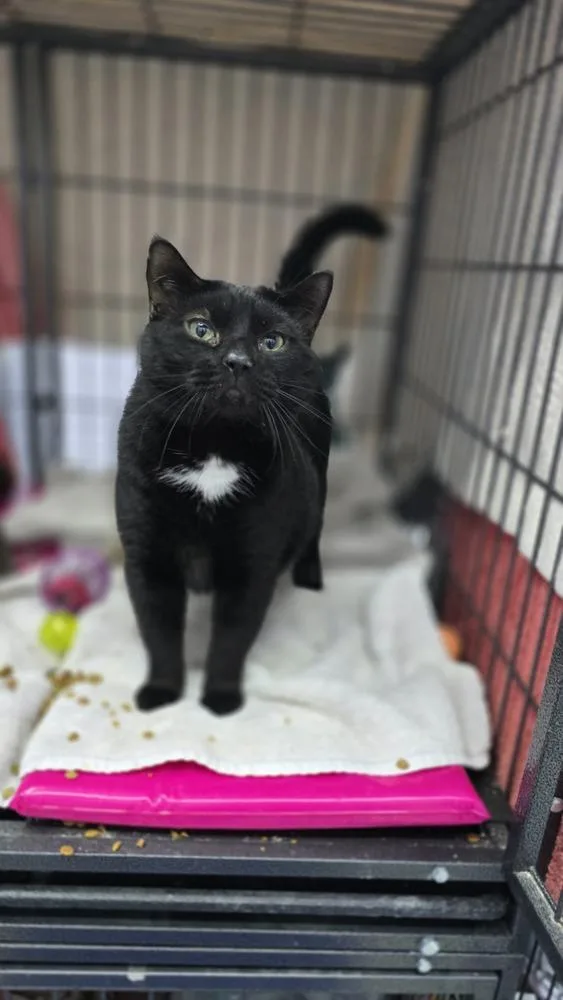An adult small-sized male Black Domestic Short Hair cat named Blackie for adoption in Mishawaka, IN