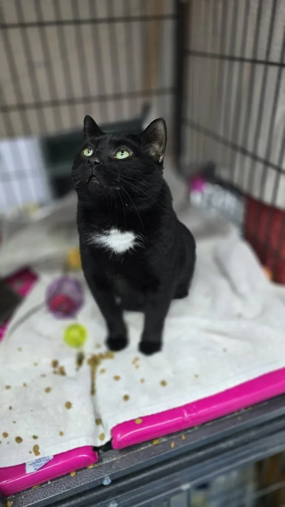 Blackie thumbnail 4