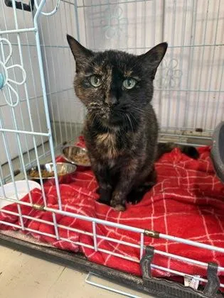 An adult medium-sized female Tortoiseshell Domestic Short Hair cat named Morgana for adoption in Plano, TX