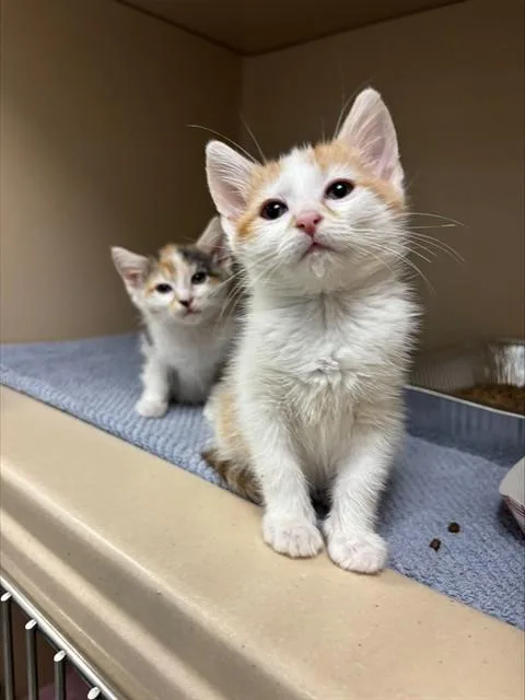 A baby small-sized female Domestic Short Hair cat named Lida for adoption in Lincolnton, NC