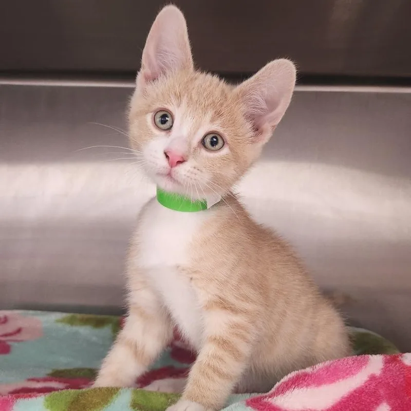 A baby small-sized male Buff / Tan / Fawn Domestic Short Hair cat named Raz Berry for adoption in Fort Wayne, IN