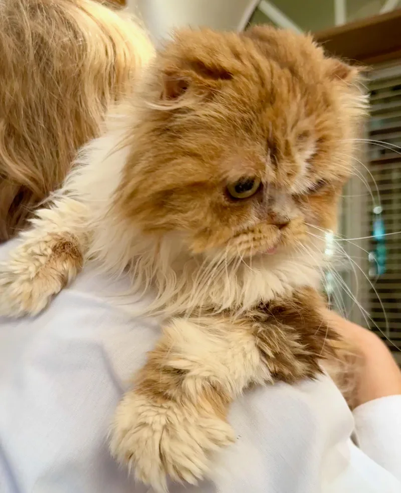 An adult medium-sized female Scottish Fold cat named Stella for adoption in Davis, CA